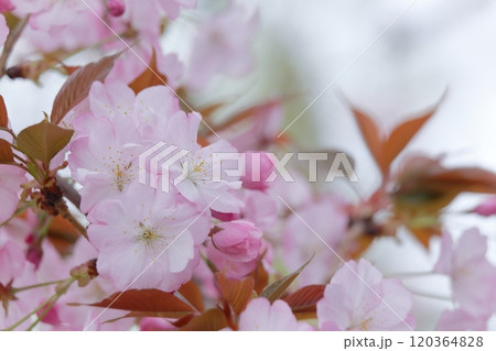 ピンク色の長州緋桜の花 120364828