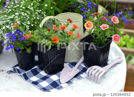 Still life with beautiful petunia flowers in pots on the table in greenhouse. Spring and summer botanical and farming background with gardening objects, vintage home garden and retro concept 120364852