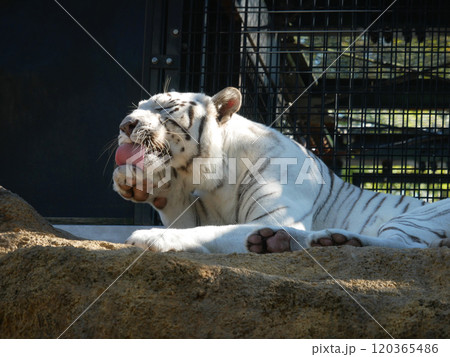 手を舐めるホワイトタイガー 手を舐めるホワイトタイガー 120365486