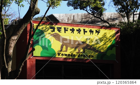 名古屋市 東山動植物園 コモドオオトカゲ 120365864