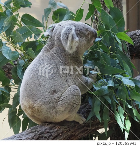 名古屋市 東山動植物園 コアラ 120365943