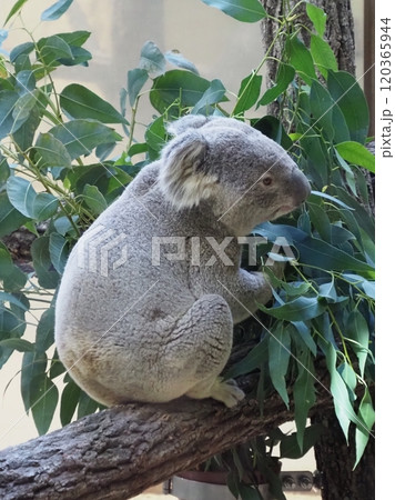 名古屋市 東山動植物園 コアラ 120365944
