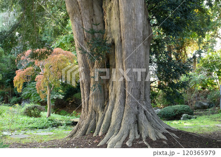 カヤの木　天然記念物　青森県黒石市 120365979