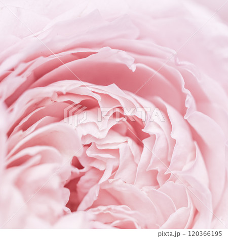 Abstract floral background, pink pale rose flower petals, soft focus. Macro flowers backdrop for holiday brand design 120366195
