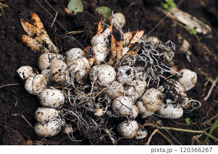 休耕田に自然発生し、掘り起こされたカニノツメ茸（自然光+ストロボ・マクロ接写） 120366267