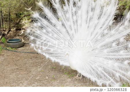 幸運の白いクジャクが羽を広げた様子 120366328