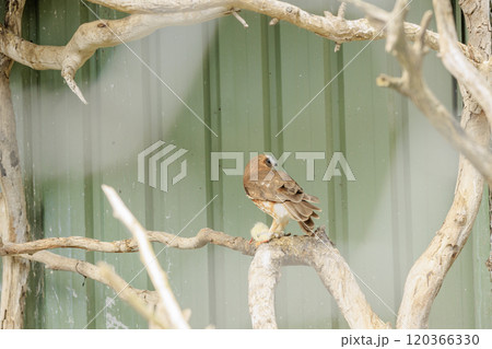 食事中のフクロウ 120366330