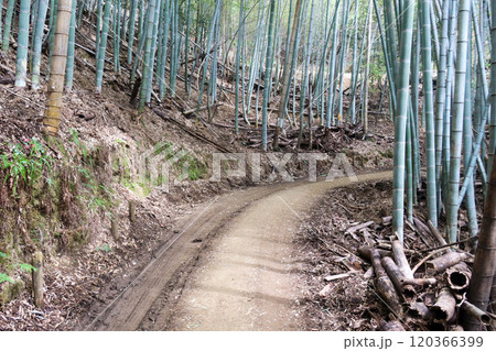 天王山の登山道 120366399