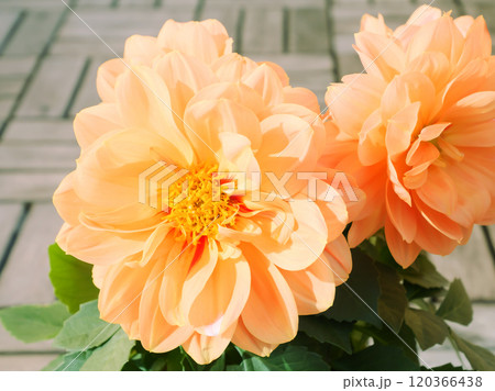爽やかなオレンジ色のダリア 120366438