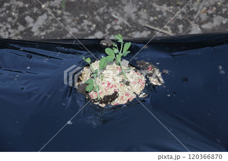 家庭菜園　植えたばかりの苗 根切り虫対策 120366870