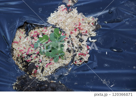 家庭菜園　植えたばかりの苗 根切り虫対策 120366871