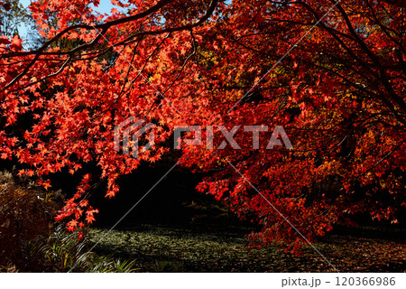 見頃を迎え東三河のタカドヤ湿地 120366986