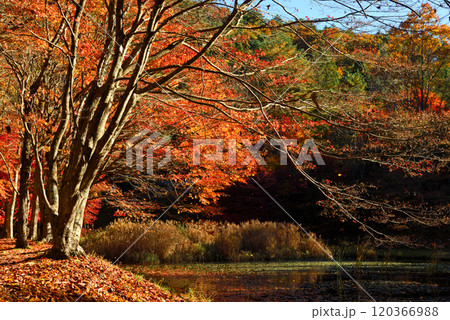 見頃を迎え東三河のタカドヤ湿地 120366988
