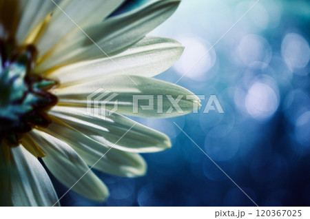 ナイトカラー背景のオスペオスペルマム・クローズアップ 120367025