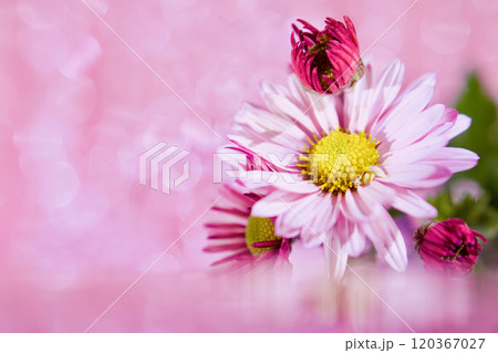 背景ピンクグラデーションの菊　ピンククリサンセマム 120367027