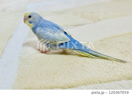鮮やかな色のインコ 120367059