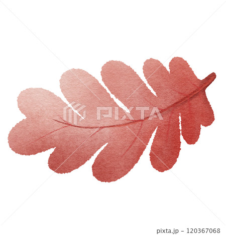 red autumn leaf  120367068