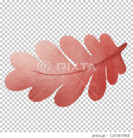 red autumn leaf  120367068