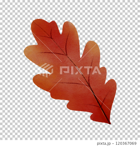 red autumn leaf  120367069