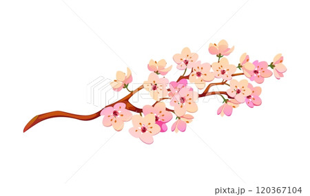 Delicate cherry or sakura blossom branch with soft pink flowers, chinese lunar new year holiday symbol of beauty, renewal, arrival of spring. The vibrant blooms represent traditional asian aesthetics Delicate cherry or sakura blossom branch with soft pink flowers, chinese lunar new year holiday symbol of beauty, renewal, arrival of spring. The vibrant blooms represent traditional asian aesthetics 120367104