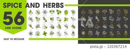 Cooking spices, herbs and seasonings outline icons of food flavorings and culinary condiments, vector line pictograms. Spices icons of vanilla, ginger, mint and garlic, pepper and paprika with basil 120367214