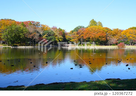 水辺に映る秋の森：洞峰公園の静寂と色彩 120367272