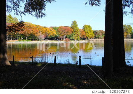 湖に映る紅葉の森：秋晴れの洞峰公園 120367278