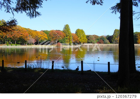水面に揺れる紅葉の彩り:木陰から望む静かな午後 水面に揺れる紅葉の彩り:木陰から望む静かな午後 120367279