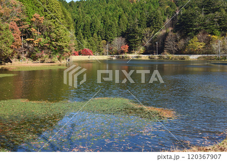 東三河の原生林きららの森 120367907