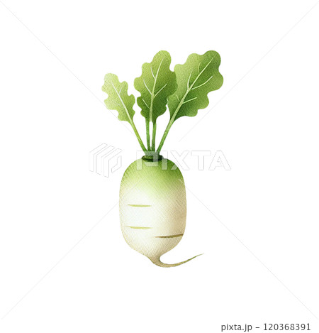 水彩風の大根イラスト 手描き風野菜素材 120368391