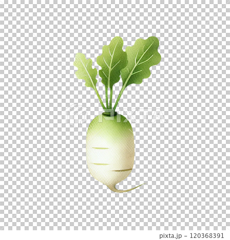 水彩風の大根イラスト 手描き風野菜素材 120368391