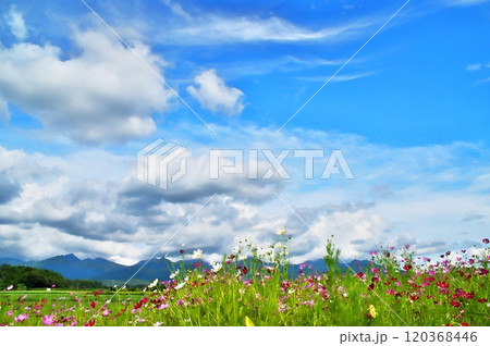 コスモスの花 コスモスの花 120368446