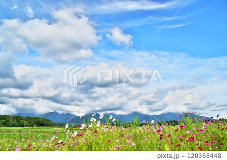 コスモスの花 120368448