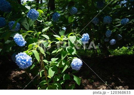 紫陽花 120368633