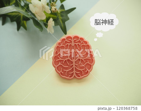 脳の模型と脳神経の文字 120368758