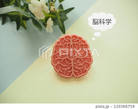 脳の模型と脳科学の文字 120368759