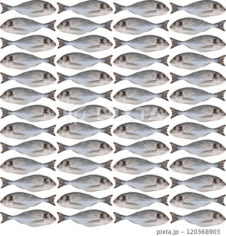 Cleaned and ready to cook fresh fish dorado, cipura cupra fish, isolated on white background 120368903