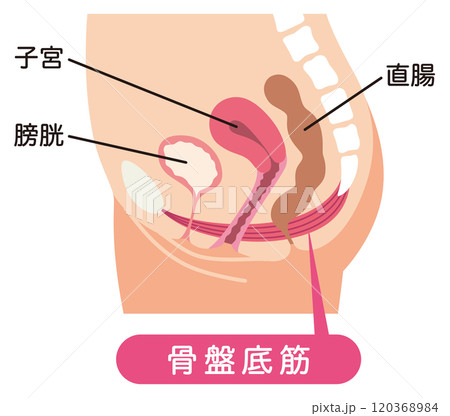骨盤底筋 説明図 尿もれ 骨盤底筋 説明図 尿もれ 120368984