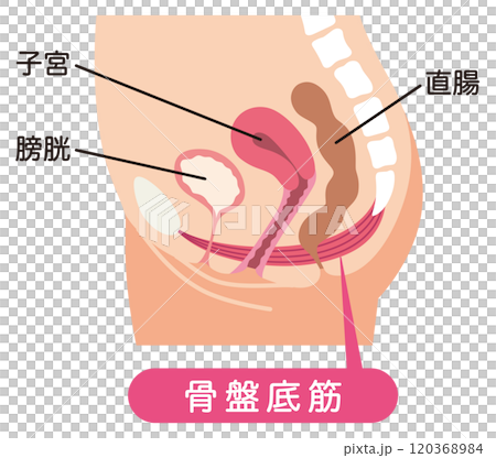 Pelvic floor muscles diagram - urinary incontinence 120368984