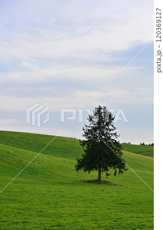 春よ来いの木 120369127