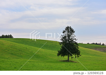 春よ来いの木 120369128