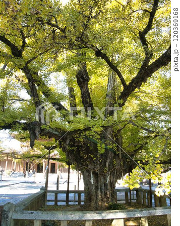 岡山誕生寺大イチョウ 120369168