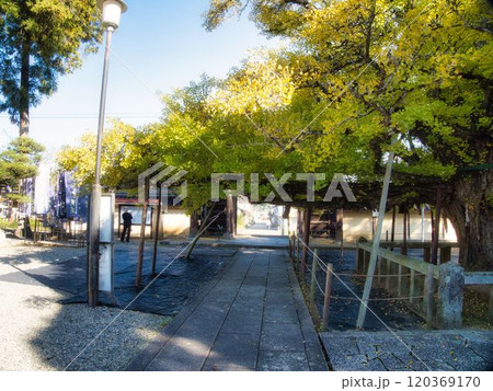 岡山誕生寺大イチョウ 岡山誕生寺大イチョウ 120369170