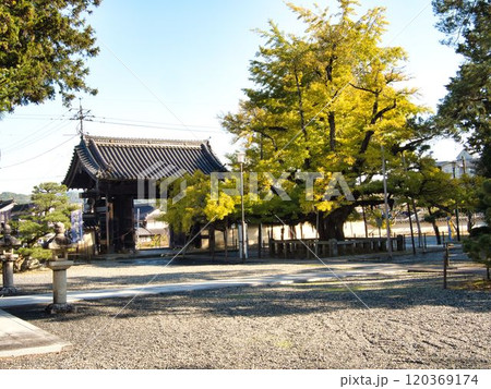 岡山誕生寺大イチョウ 岡山誕生寺大イチョウ 120369174