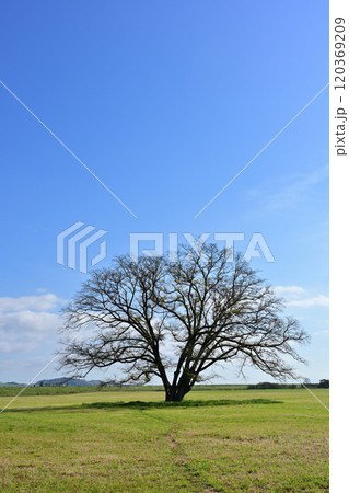 ハルニレの木 120369209