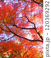 モミジ　もみじ　秋　紅葉 120369292