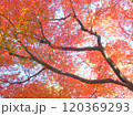 モミジ　もみじ　秋　紅葉 120369293