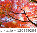 モミジ　もみじ　秋　紅葉 120369294