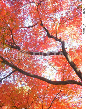 モミジ　もみじ　秋　紅葉 120369296