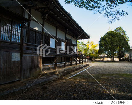 岡山誕生寺大イチョウ 岡山誕生寺大イチョウ 120369460